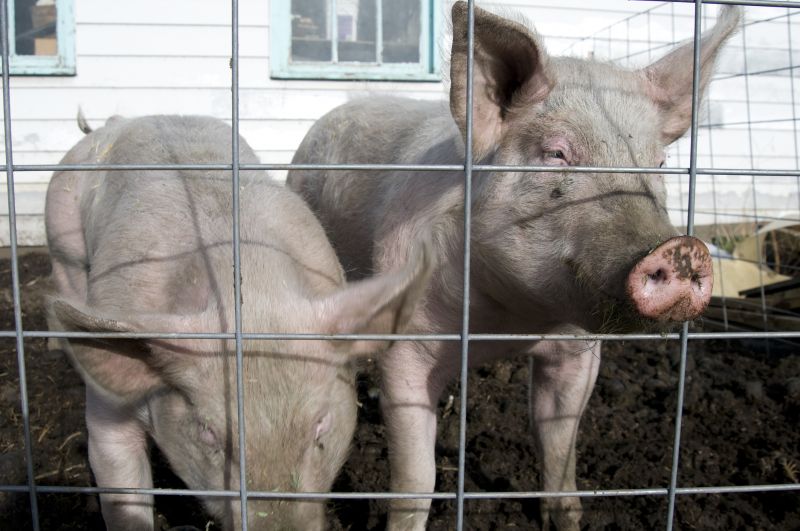 Chicken Wire Fencing