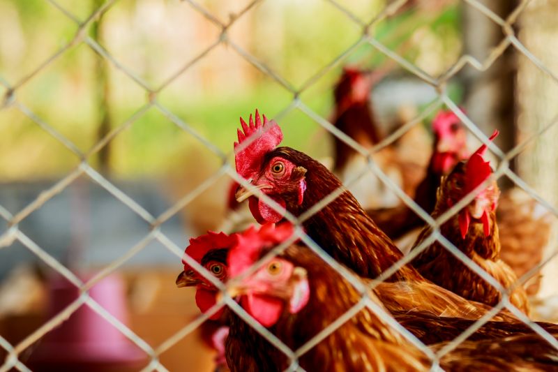 Made from galvanized steel, chicken wire is resistant to rust and can withstand outdoor weather conditions