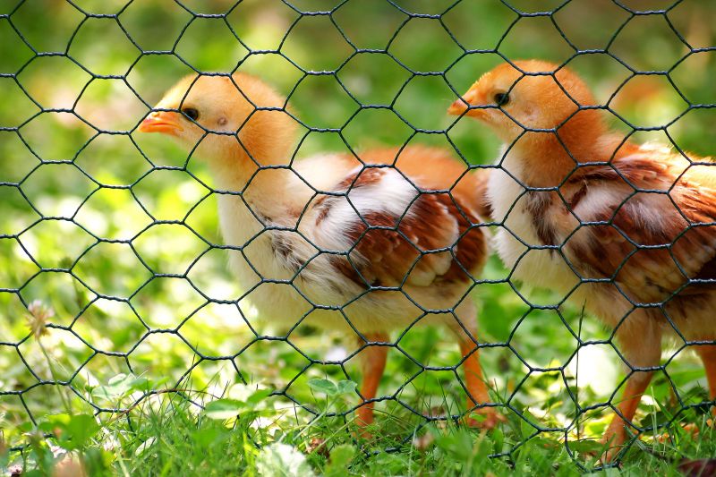 Chicken wire is a great way to contain and protect small animals