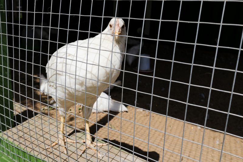 Chicken wire is versatile and can be used for various purposes