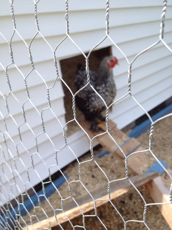 Compared to other fencing options, chicken wire is affordable and easy to install.